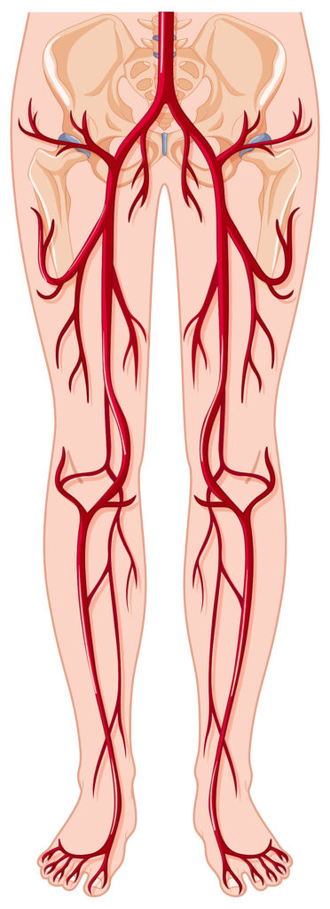 Peripheral Arteries